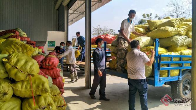 盈江土豆行情動態(tài)，種植希望，收獲自信與成就