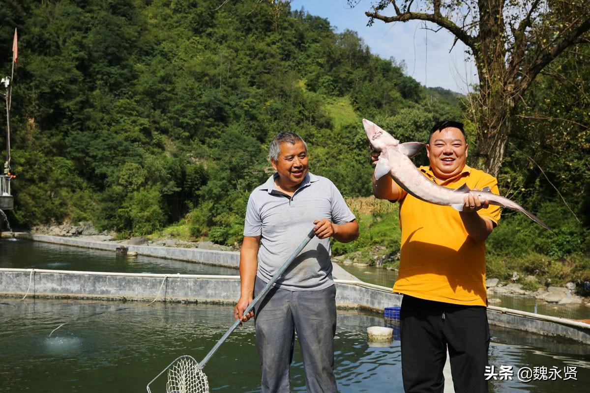 最新流水養(yǎng)殖技術(shù)步驟指南與操作詳解
