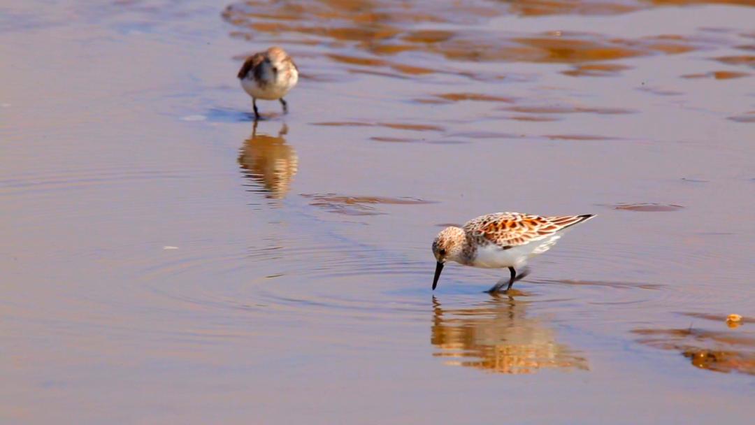 唐山灤南未來藍(lán)圖揭秘，最新規(guī)劃引領(lǐng)城市發(fā)展