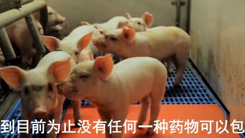 最新母豬保健方案揭秘，提升母豬健康與生產(chǎn)效率的秘訣