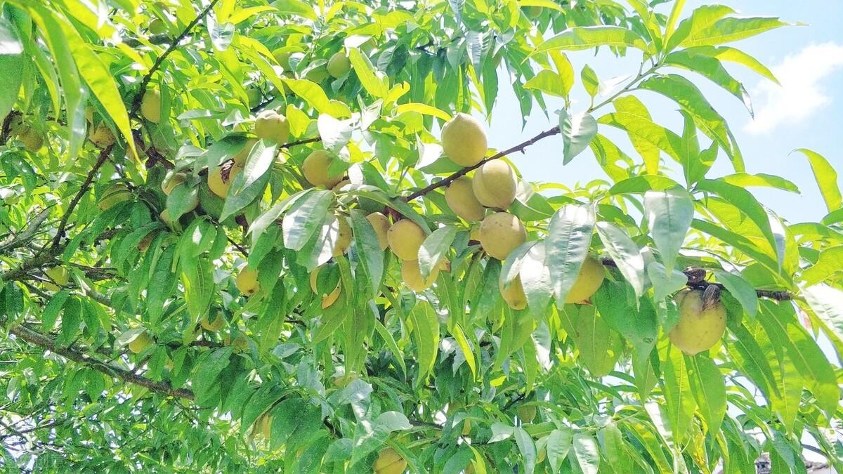 簡暗最新小說揭秘科技新品，智能生活體驗新紀元