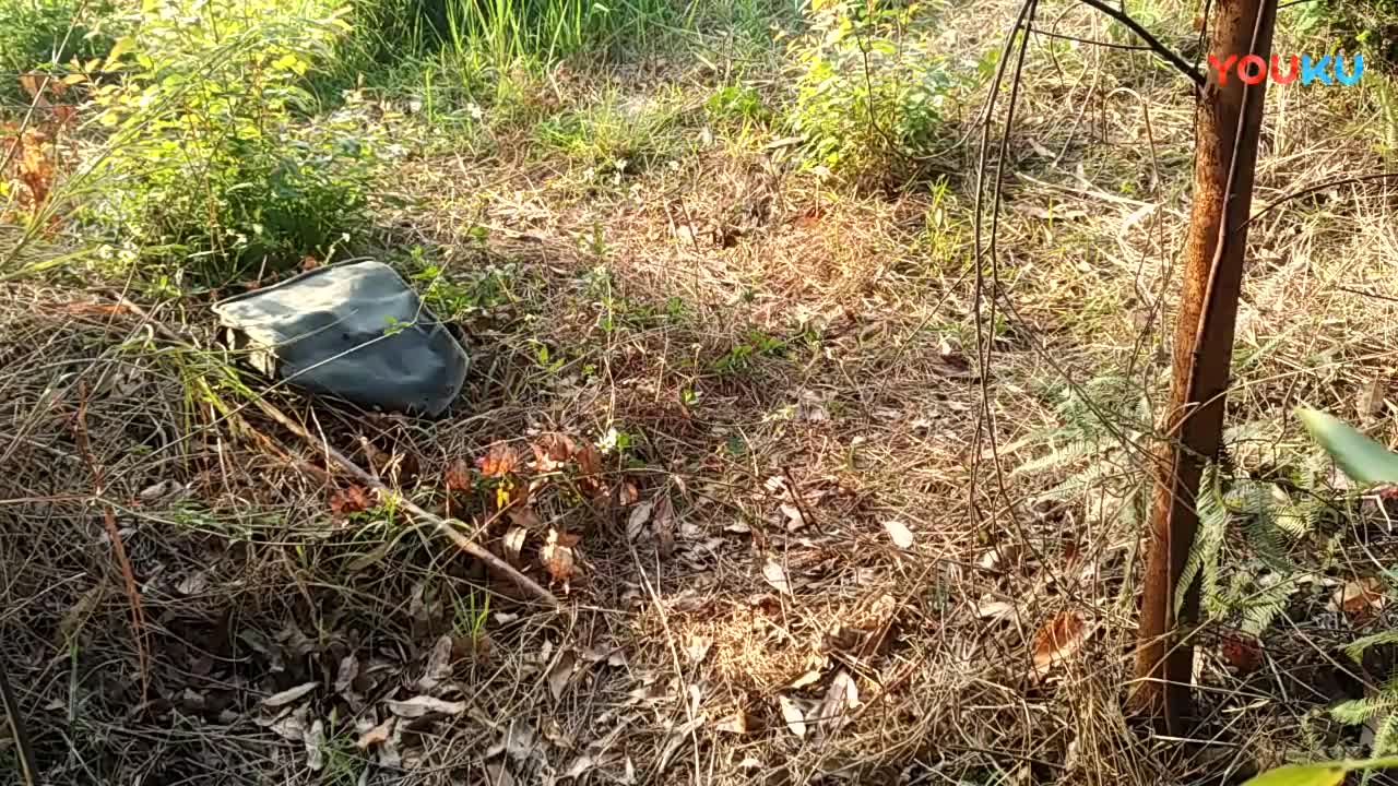 鷓鴣中套最新視頻，領(lǐng)略傳統(tǒng)藝術(shù)魅力的震撼登場！