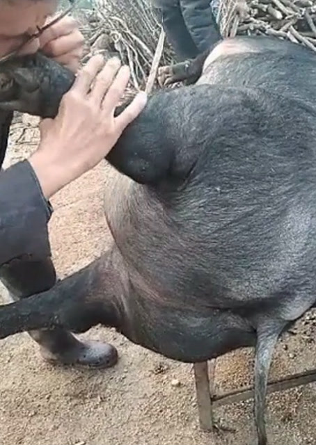 豬圈中的歡樂(lè)時(shí)刻，最新吹豬視頻集錦