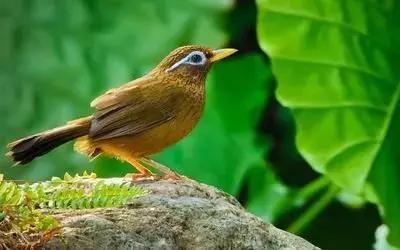 鎮(zhèn)雄房屋最新出售信息，家園變遷與自我成長(zhǎng)的自信成就