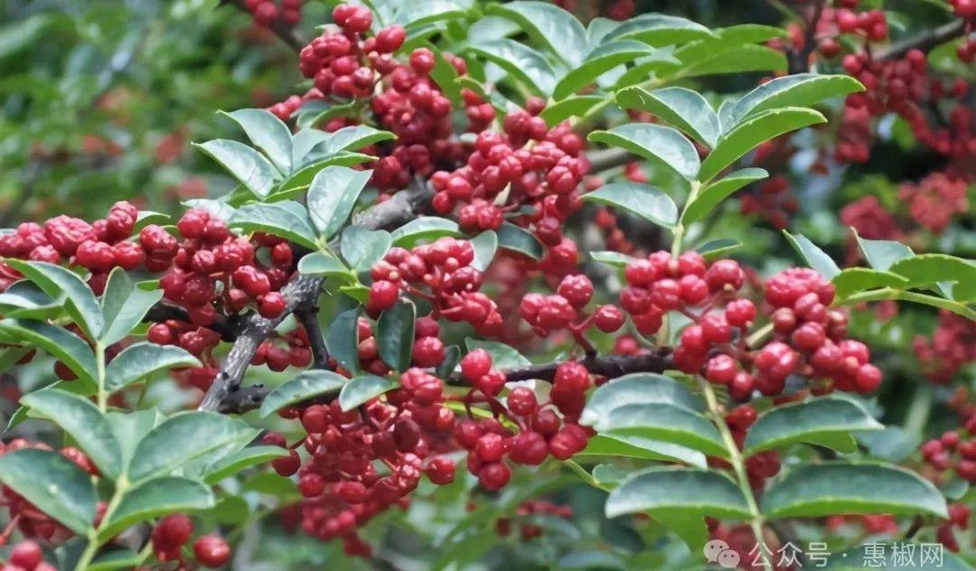 花椒價格最新行情2024，科技引領(lǐng)，椒香走向未來