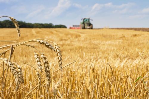 鶴壁小麥最新行情，科技引領(lǐng)農(nóng)業(yè)新時代，市場智能體驗新篇章