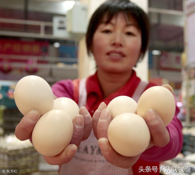 周口雞蛋今日最新價(jià)格，勵(lì)志故事背后的雞蛋價(jià)值探索