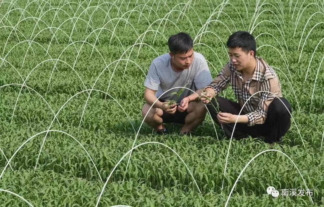 新澳資料免費(fèi)精準(zhǔn)期期準(zhǔn),專家意見(jiàn)法案_仿真版81.481