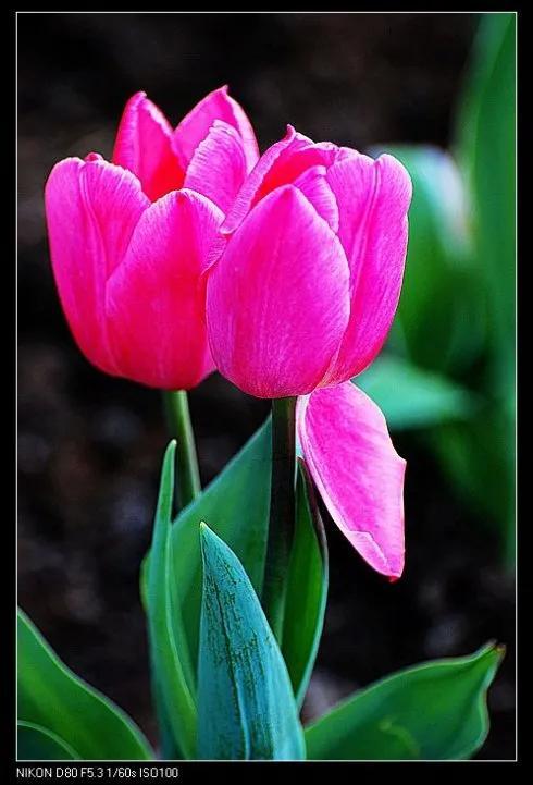 最新郁金香，小巷深處的芬芳馥郁之美