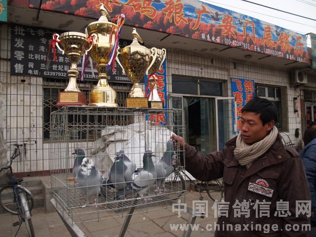 北京鴿市繁榮景象與發(fā)展趨勢(shì)揭秘，最新動(dòng)態(tài)與未來(lái)展望