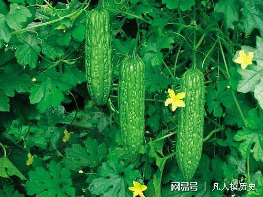 苦瓜最新網(wǎng)站，探索自然美景，尋找內(nèi)心寧靜的輕松之旅