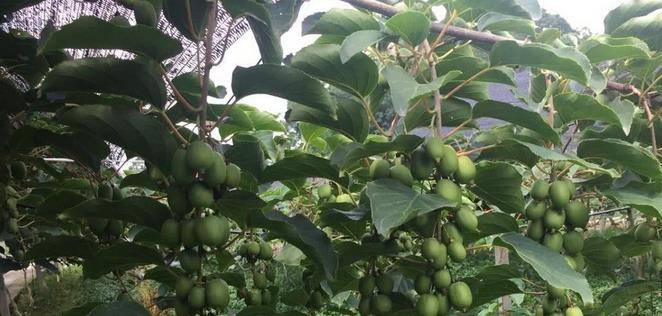 最新型果樹，小巷中的綠色寶藏與獨(dú)特風(fēng)味小店的探索