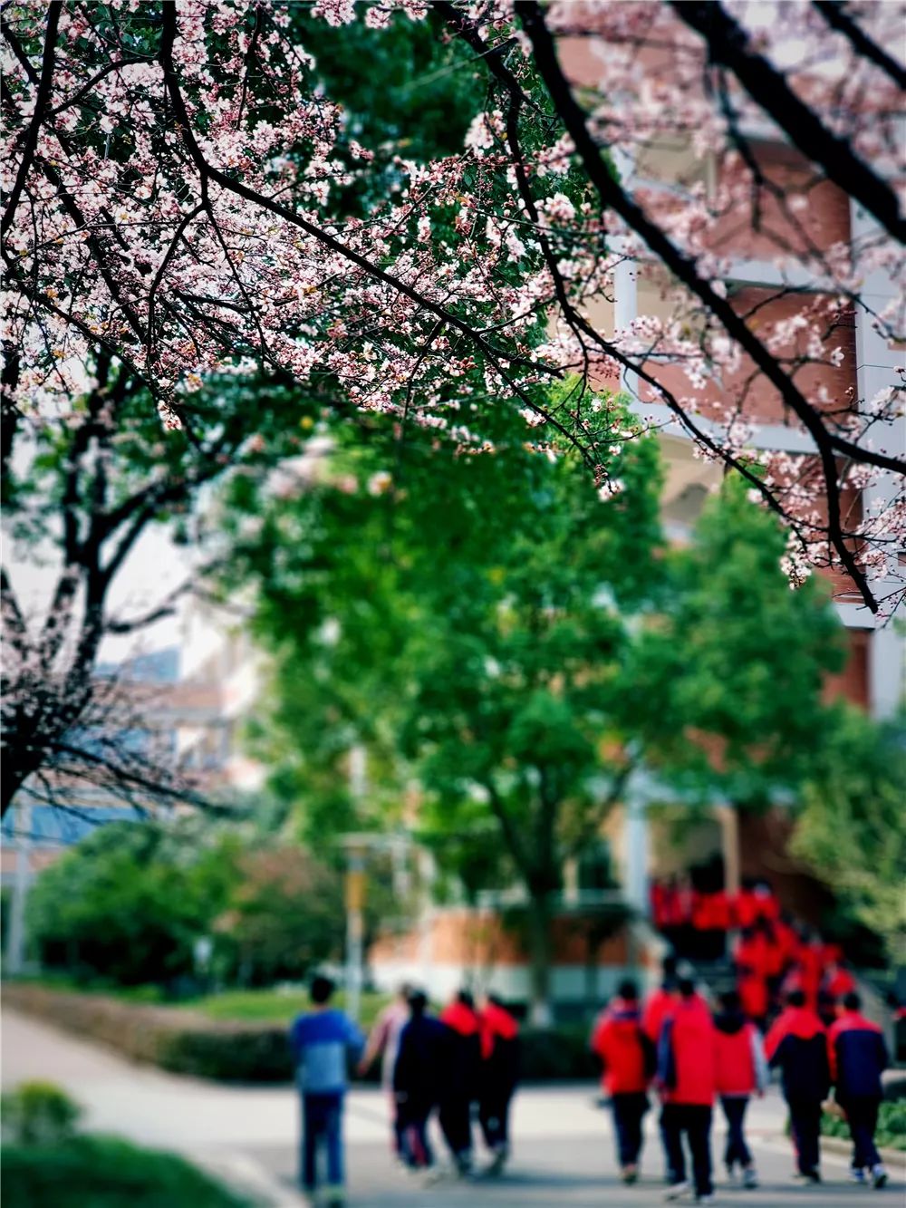 校園風(fēng)采新照，展現(xiàn)青春風(fēng)采的照片集錦