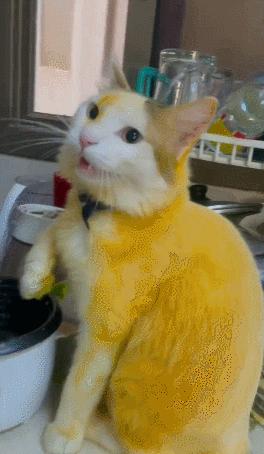 男友最新動態(tài)，科技巔峰之作，引領(lǐng)未來生活新紀(jì)元風(fēng)潮