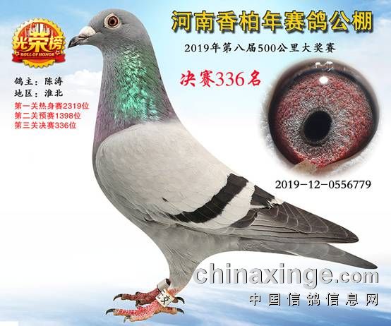 順義信鴿公棚最新通告,順義信鴿公棚最新通告——任務(wù)完成指南