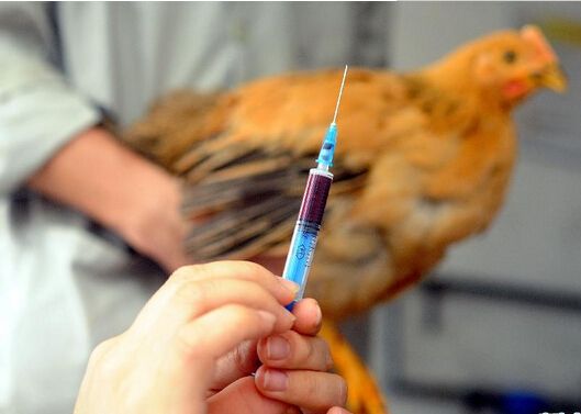 病情最新圖片獲取與分析指南，圖片獲取及分析步驟詳解