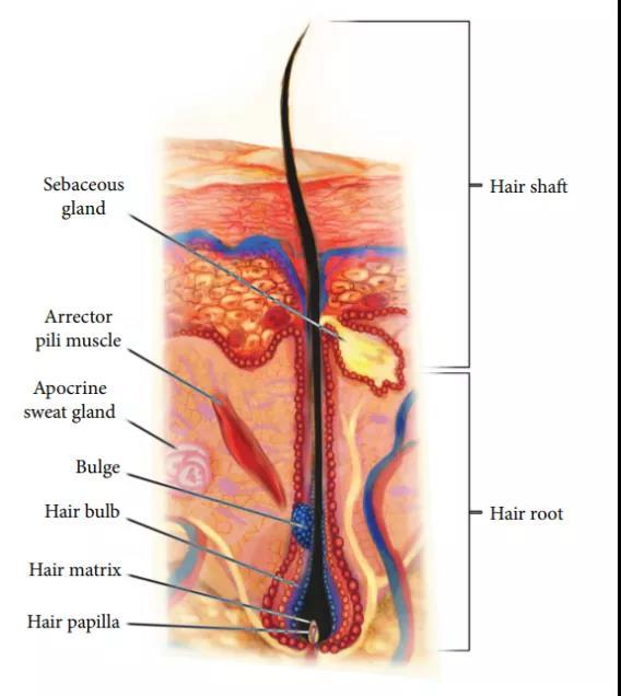 橫紋肌樣瘤最新治療技術(shù)，小巷深處的生命曙光