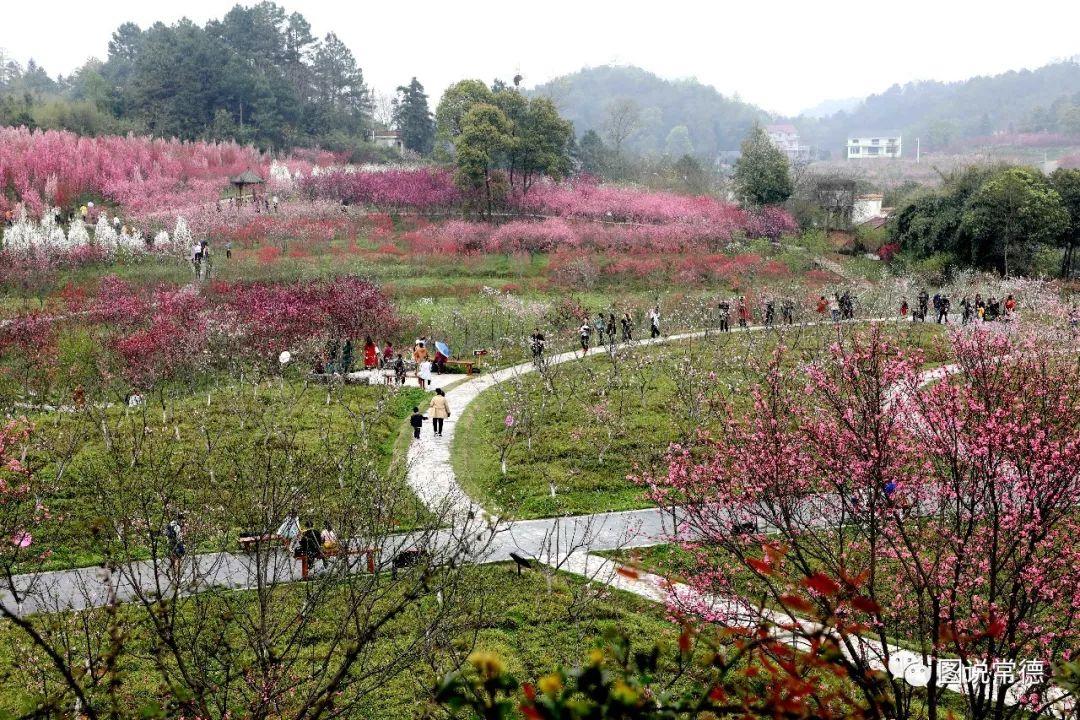 常德最新疫情動(dòng)態(tài)步驟指南，初學(xué)者與進(jìn)階用戶必讀