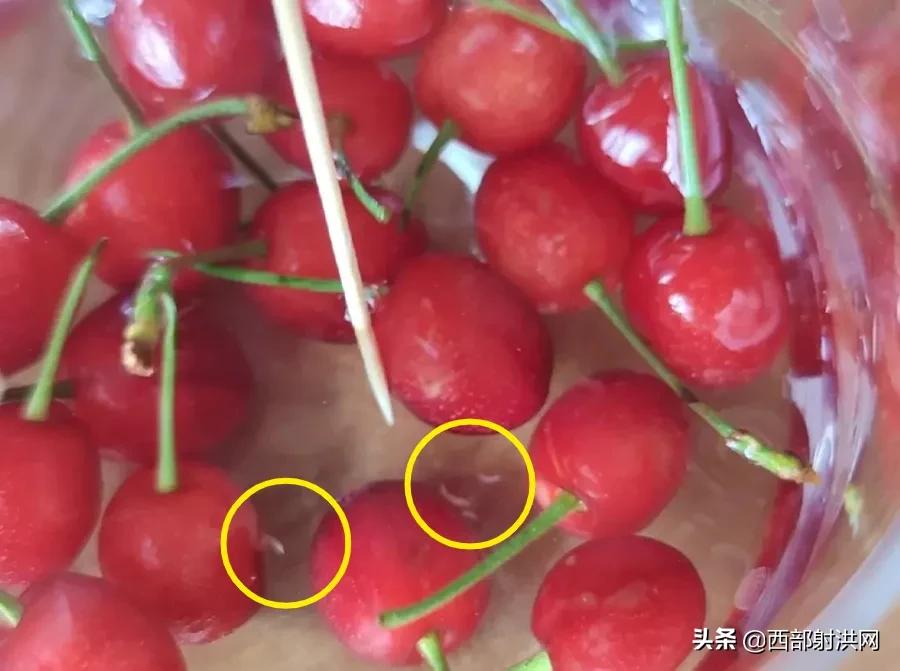 射洪上市公司，小巷深處的獨(dú)特風(fēng)味揭秘