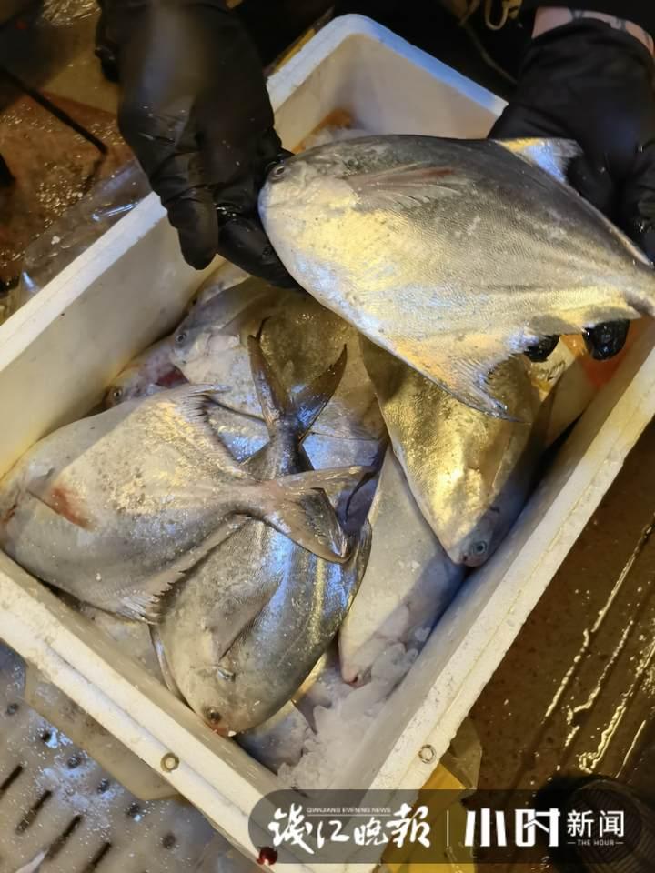 帶魚行情，一場海鮮盛宴的溫馨之旅