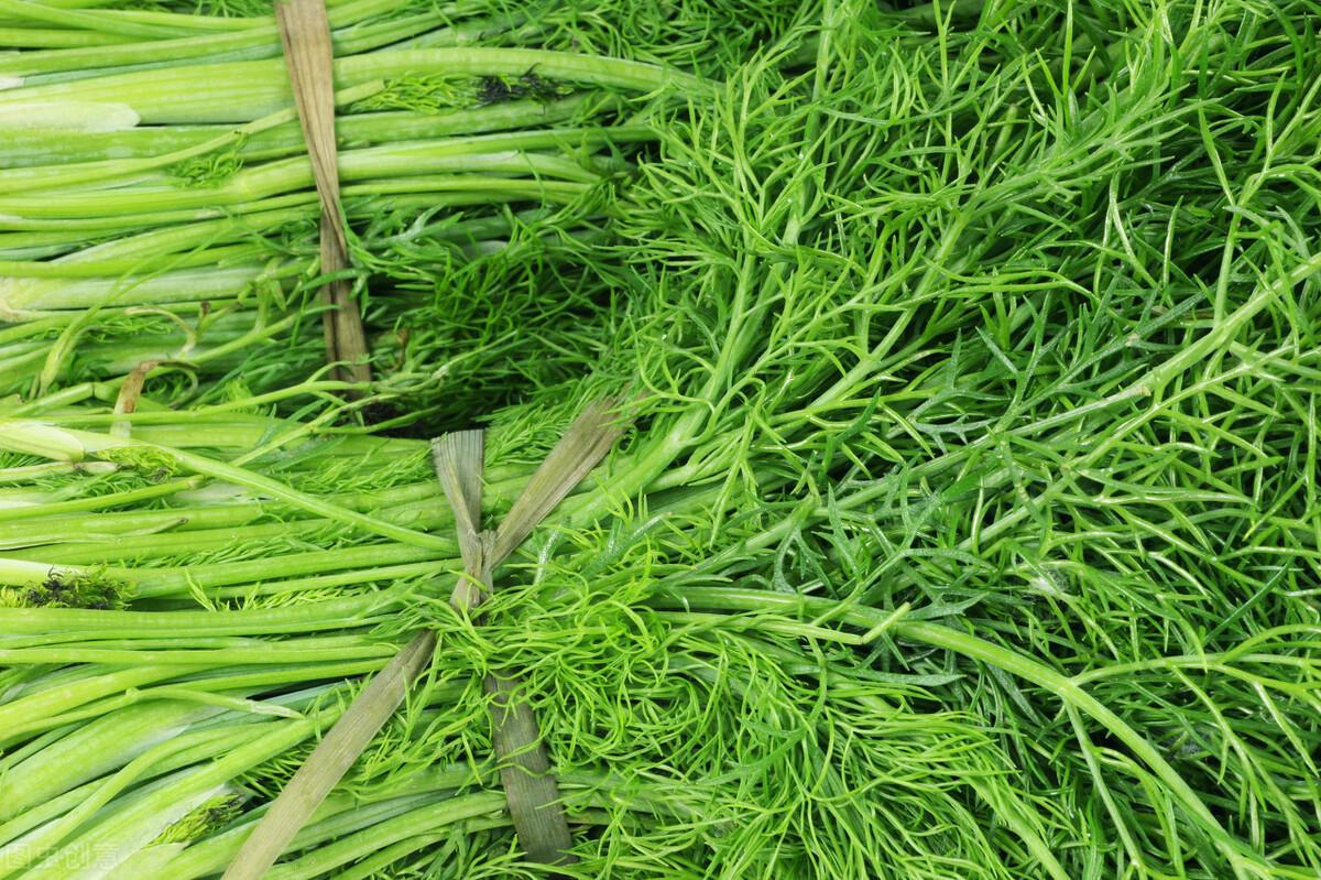 茴香價格動態(tài)，香氣變化與你的關(guān)聯(lián)