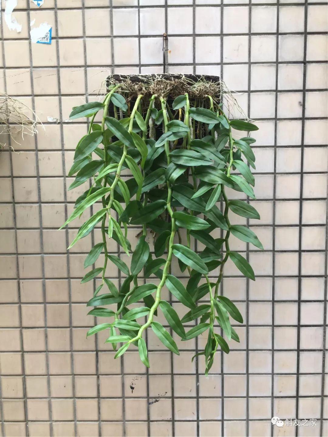 三寧復(fù)合肥最新報(bào)價(jià)及推薦，優(yōu)質(zhì)肥料選擇指南