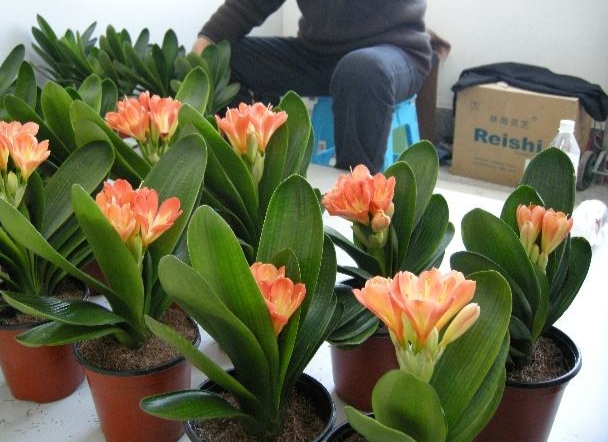 君子蘭價(jià)格變化中的自信與成就感，從綠葉到金花之路