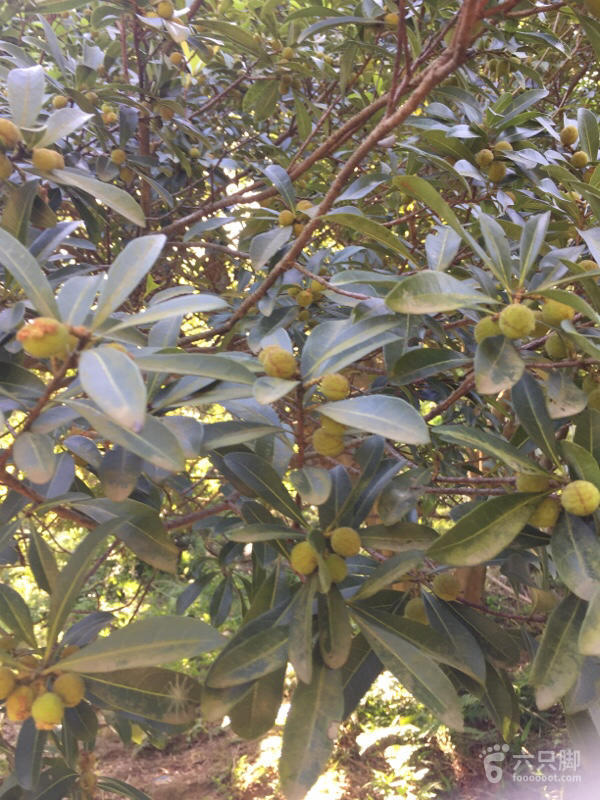 橫河大山搬遷最新動態(tài)，力量重塑與未來希望