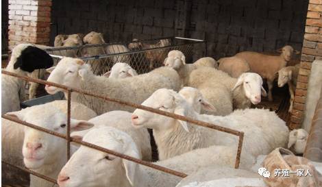 內(nèi)蒙古活羊價(jià)格指南，如何了解與評(píng)估羊只價(jià)值