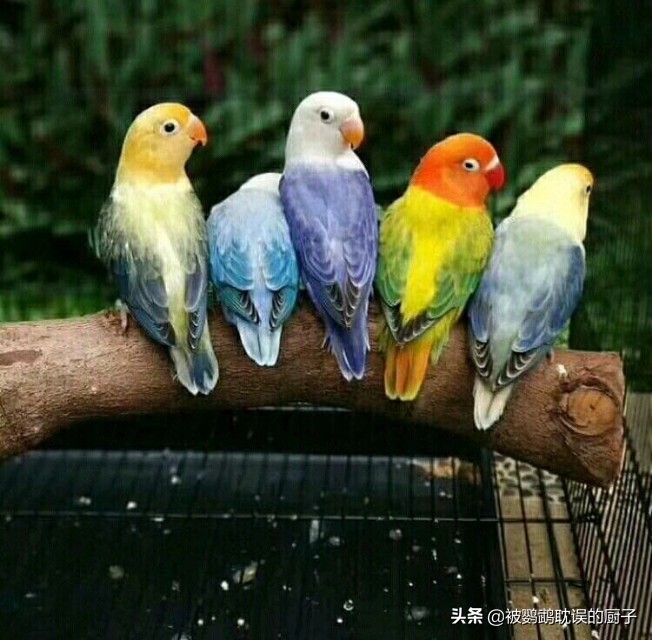 牡丹鸚鵡最新報價，市場走勢分析與選購指南