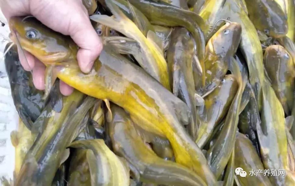 鮰魚價格變遷背后的故事，行情變化中的自信與成就感探尋