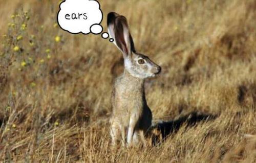 最新夜間捕獵兔子視頻，揭秘夜間捕兔三大要點(diǎn)深度解析