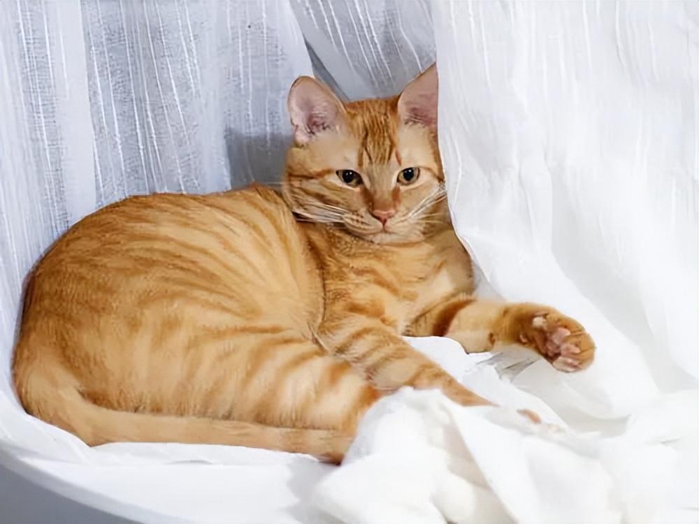 貓品種與價(jià)格，一場(chǎng)自然美景的探尋之旅