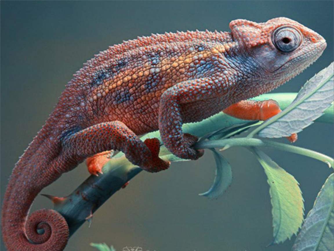 全新版變色龍，小巷中的神秘瑰寶