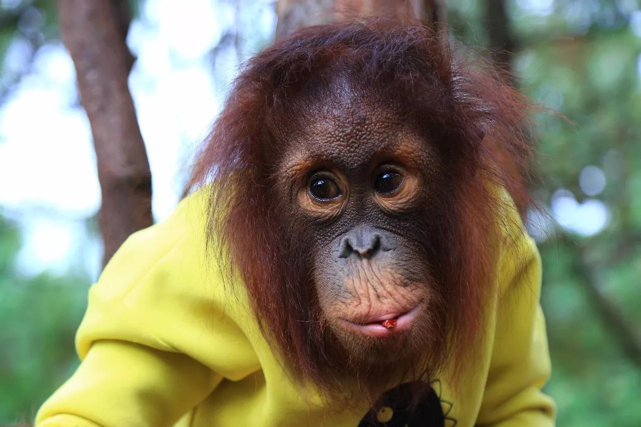 科技重塑人與自然和諧交響，動(dòng)物大明星的交響樂章