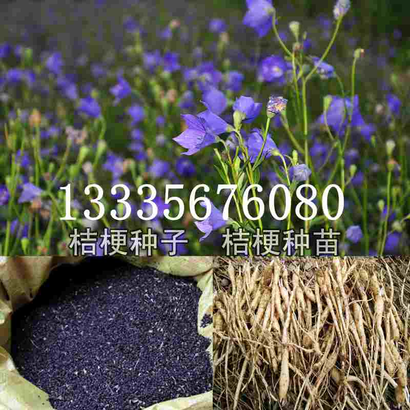 桔梗種子價格揭秘，成長旅程與自信綻放之路