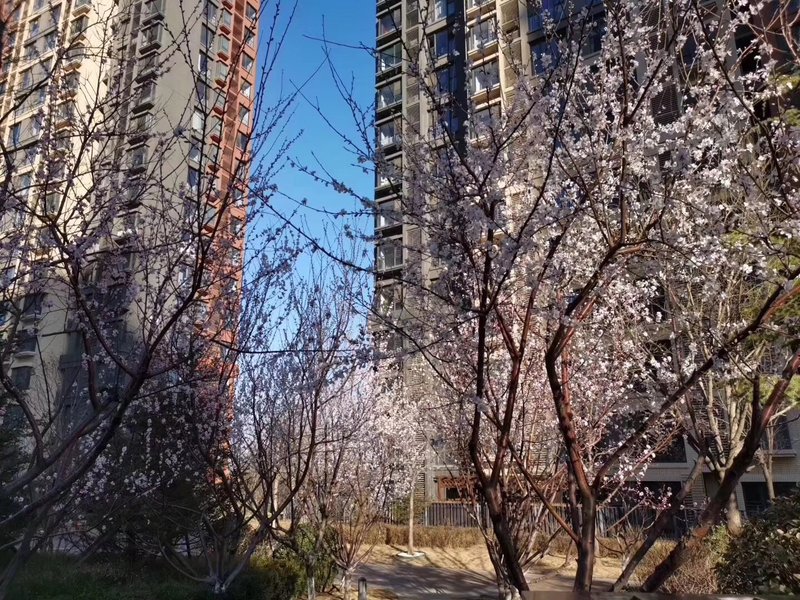 燕郊房價(jià)動態(tài)更新，科技引領(lǐng)房產(chǎn)新紀(jì)元，最新資訊速遞