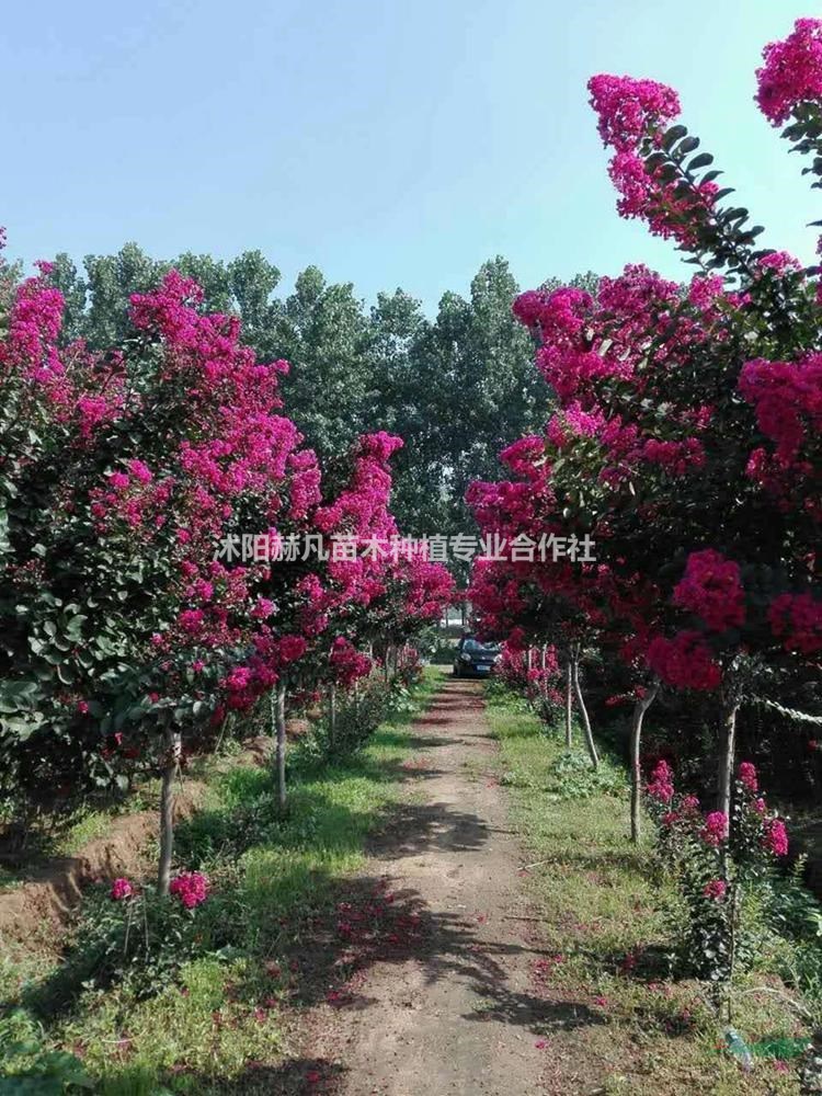 速生紫薇最新報(bào)價(jià)，開(kāi)啟自然美景的旅行邀請(qǐng)