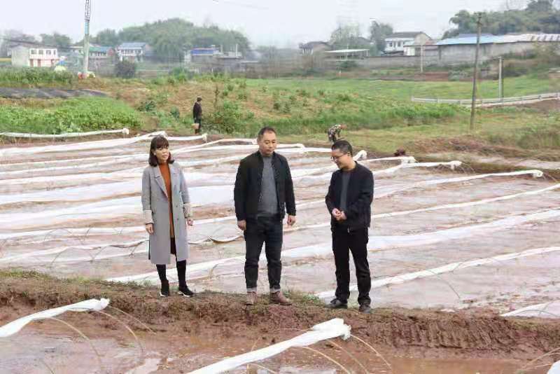 合川土場(chǎng)最新動(dòng)態(tài)更新，今日最新資訊速遞