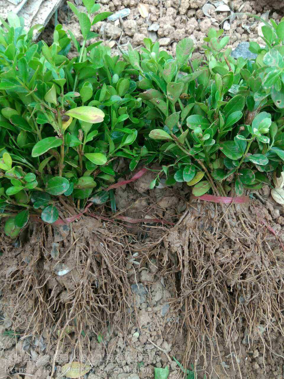 黃楊小苗價格探尋之旅，自然美景的邂逅與發(fā)現(xiàn)