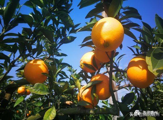 贛州上市公司，閃耀未來，共創(chuàng)繁榮時代！