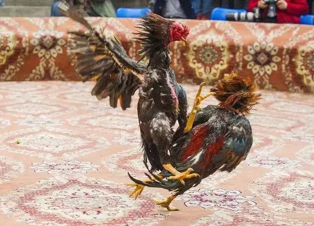 競技舞臺上的英勇斗士——比賽雞風(fēng)采展露