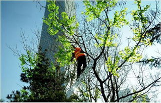 馬樹(shù)最新資訊，完成任務(wù)與學(xué)習(xí)新技能的詳細(xì)步驟指南