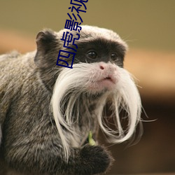 四虎影最新在線觀看，熱門影視的全新體驗