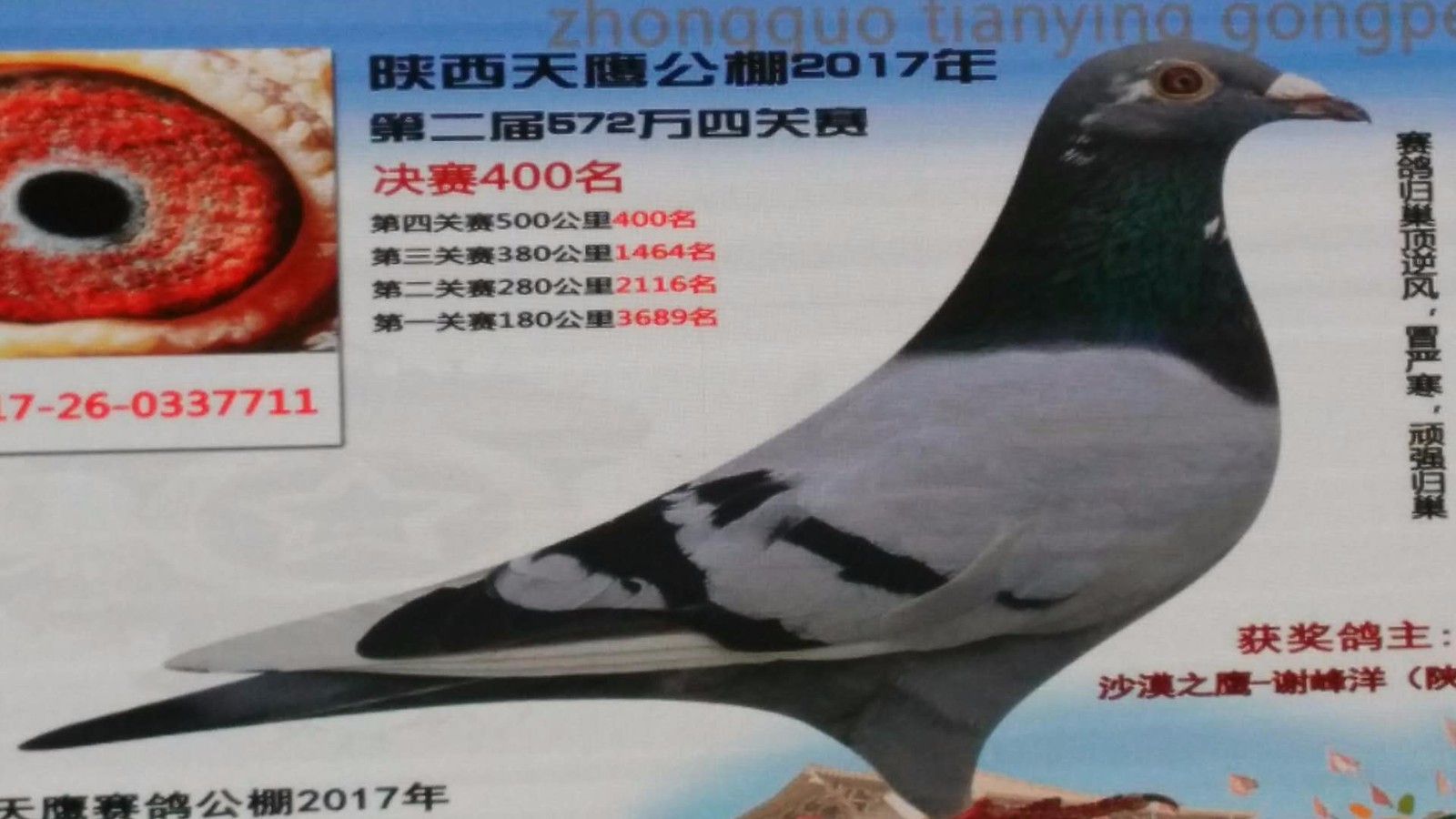 天鷹公棚歷程回顧，最新消息鑄就輝煌篇章