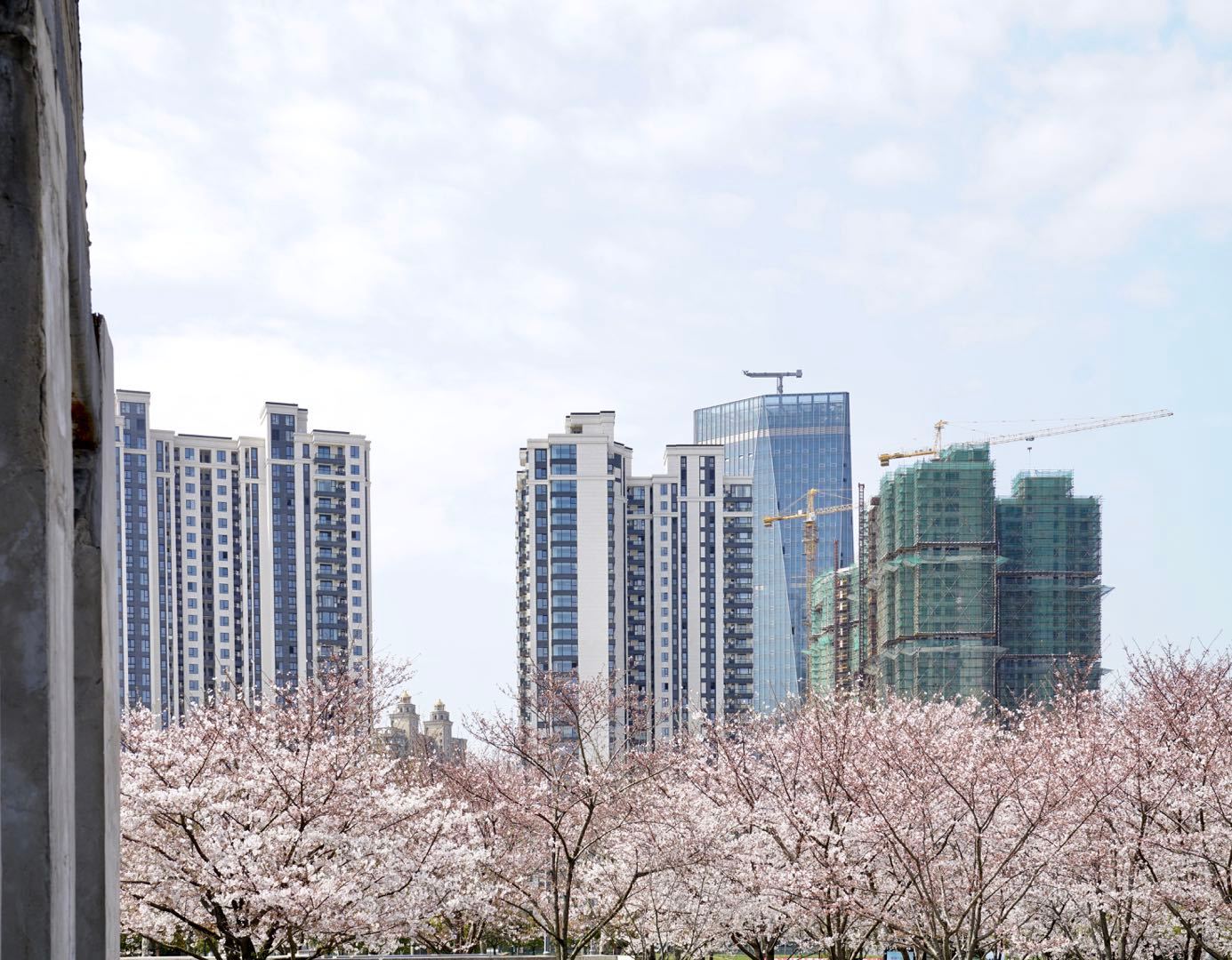 櫻花園置換最新進展揭秘，科技重塑生活，煥發(fā)新生希望