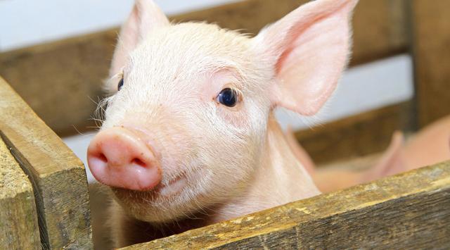 全國生豬最新行情深度解析與觀點闡述，今日市場趨勢分析