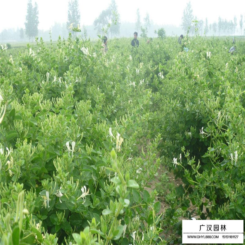 金銀花最新行情與機(jī)遇，價(jià)格變動(dòng)中的自信與成就感之源