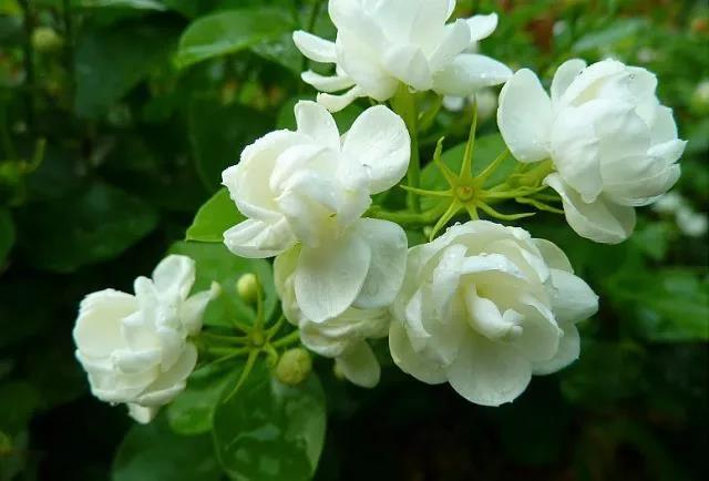 花香滿園最新章節(jié)獲取攻略，輕松閱讀新書章節(jié)的步驟