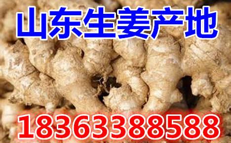 鮮姜最新價格揭秘，自然美景背后的旅行探索之旅